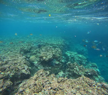 青の洞窟専門店　沖縄ダイビングショップ和に投稿された画像（2026/3/23）