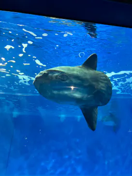 アクアワールド茨城県大洗水族館に投稿された画像（2026/3/23）