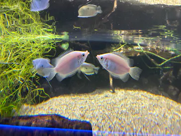 カワスイ 川崎⽔族館に投稿された画像（2026/3/23）