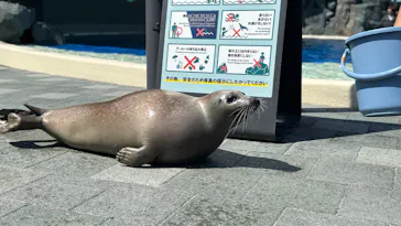 大分マリーンパレス水族館 「うみたまご」に投稿された画像（2026/3/23）