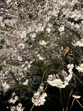 六義園に投稿された画像（2026/3/23）