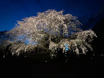 六義園に投稿された画像（2026/3/23）