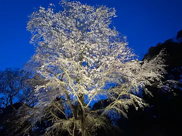 六義園に投稿された画像（2026/3/23）