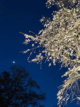 六義園に投稿された画像（2026/3/23）