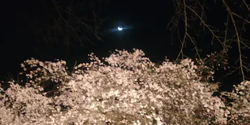 六義園に投稿された画像（2026/3/23）