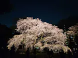 六義園に投稿された画像（2026/3/23）