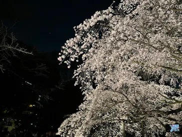 六義園に投稿された画像（2026/3/23）