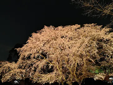 六義園に投稿された画像（2026/3/23）