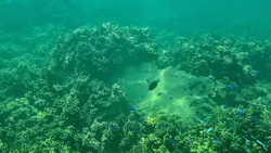 海陽町海洋自然博物館マリンジャムに投稿された画像（2026/3/23）