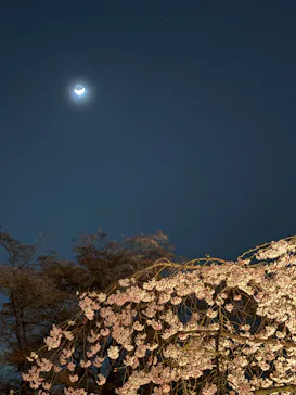 六義園に投稿された画像（2026/3/23）