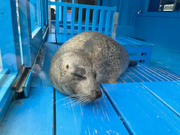 ゼロ距離水族館 伊勢シーパラダイスに投稿された画像（2026/3/23）