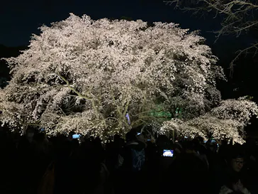六義園に投稿された画像（2026/3/23）
