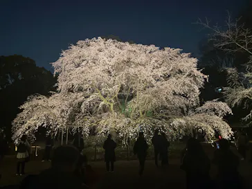 六義園に投稿された画像（2026/3/23）