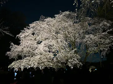 六義園に投稿された画像（2026/3/23）