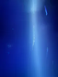 サンシャイン水族館に投稿された画像（2026/3/23）