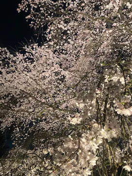 六義園に投稿された画像（2026/3/23）