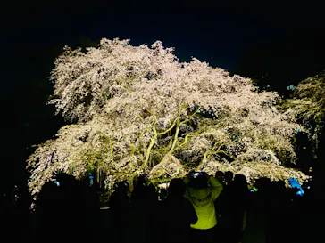 六義園に投稿された画像（2026/3/23）