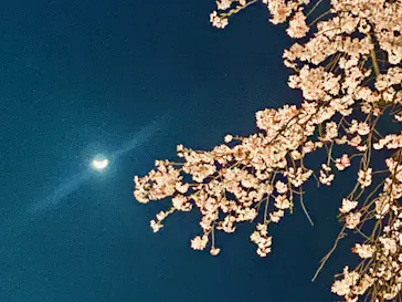 六義園に投稿された画像（2026/3/23）