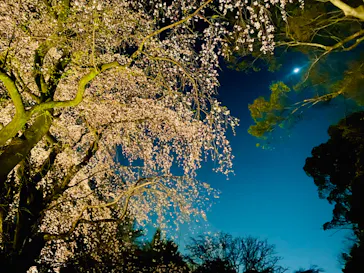 六義園に投稿された画像（2026/3/23）