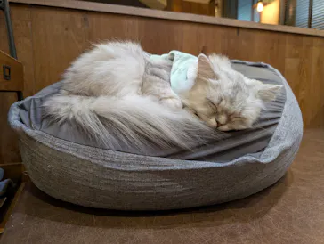 猫カフェモカ　池袋東口店に投稿された画像（2026/3/23）