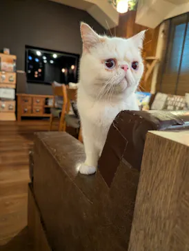 猫カフェモカ　池袋東口店に投稿された画像（2026/3/23）