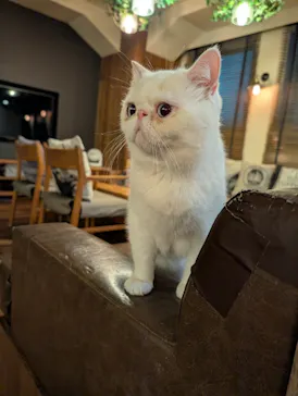 猫カフェモカ　池袋東口店に投稿された画像（2026/3/23）