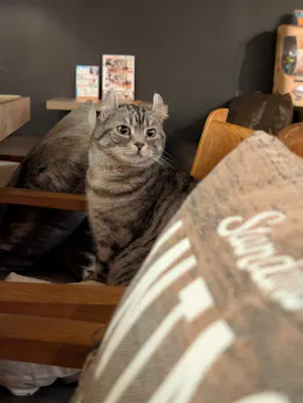 猫カフェモカ　池袋東口店に投稿された画像（2026/3/23）