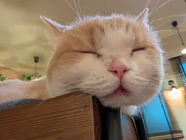 猫カフェモカ　池袋東口店に投稿された画像（2026/3/23）