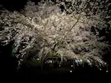 六義園に投稿された画像（2026/3/23）