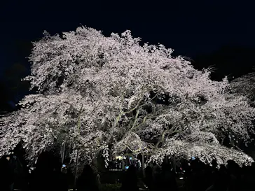 六義園に投稿された画像（2026/3/23）