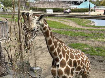 名古屋市東山動植物園に投稿された画像（2026/3/23）