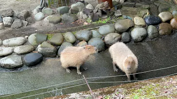 名古屋市東山動植物園に投稿された画像（2026/3/23）