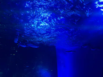 サンシャイン水族館に投稿された画像（2026/3/23）