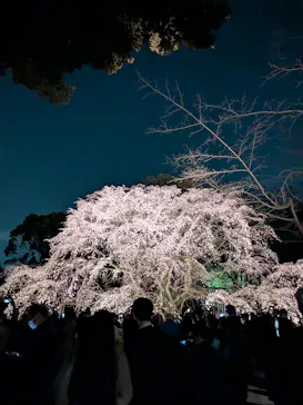 六義園に投稿された画像（2026/3/23）
