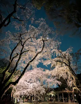 六義園に投稿された画像（2026/3/23）