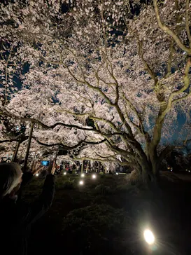 六義園に投稿された画像（2026/3/23）