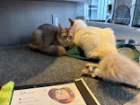 猫カフェモカ　渋谷センター街店に投稿された画像（2026/3/23）
