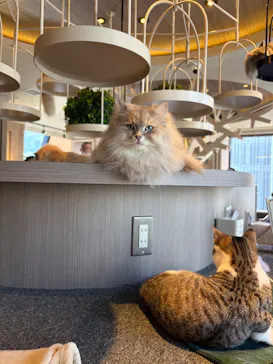 猫カフェモカ　渋谷センター街店に投稿された画像（2026/3/23）