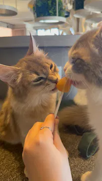 猫カフェモカ　渋谷センター街店に投稿された画像（2026/3/23）