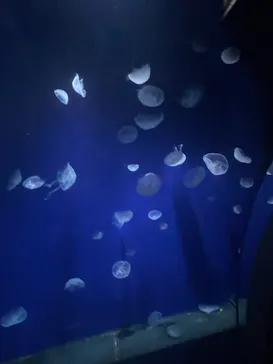 サンシャイン水族館に投稿された画像（2026/3/23）