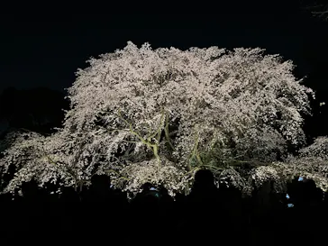 六義園に投稿された画像（2026/3/23）