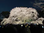六義園に投稿された画像（2026/3/23）