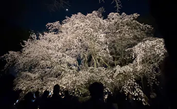 六義園に投稿された画像（2026/3/23）
