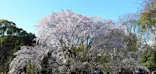 六義園に投稿された画像（2026/3/23）