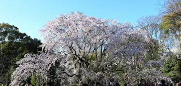 六義園に投稿された画像（2026/3/23）