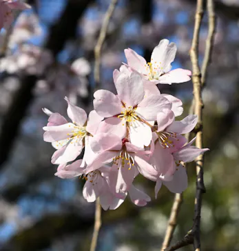 六義園に投稿された画像（2026/3/23）