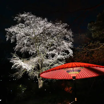 六義園に投稿された画像（2026/3/23）