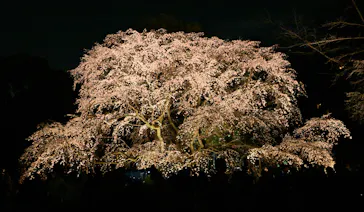 六義園に投稿された画像（2026/3/23）