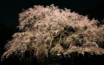 六義園に投稿された画像（2026/3/23）