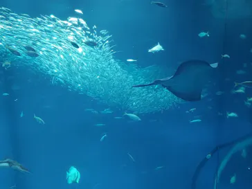 アクアワールド茨城県大洗水族館に投稿された画像（2026/3/23）